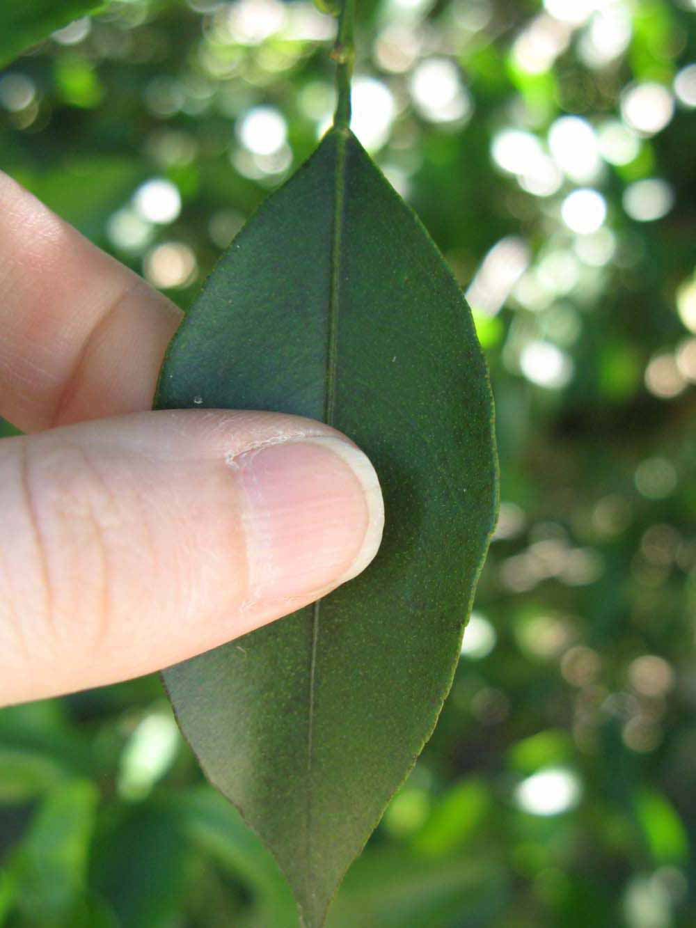              Unifoliolate leaf (Winter Haven, FL)       